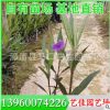 棕竹袋苗 高度30-40 冠幅20-30 價格1.8元 漳州基地直供
