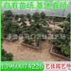 造型榕盆景 造型榕樁頭 高1.5米-1.8米 價格600元 漳州基地直供