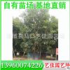 楊梅 高2.5-3米左右 價格1700元 楊梅樹 漳州基地直供