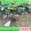 春羽袋苗 春羽小苗 高度25-30 冠幅25-30 價格1.3元 漳州基地直供