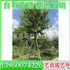 花葉富貴榕 胸徑10公分 價格550 福建基地直銷 大量批發(fā)