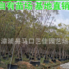藍(lán)花楹 胸徑12-25公分 價格800元 漳州基地直銷 風(fēng)景樹行道樹