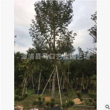 風(fēng)鈴木 胸徑15公分 價(jià)格1800元 漳州基地直銷批發(fā)