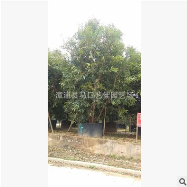 水蒲桃 高200-500 價(jià)格450元-2800元 綠化園林 行道風(fēng)景樹(shù)水蒲桃