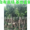 臘腸樹 胸徑12公分 價格800元 常年批量批發 優質風景樹