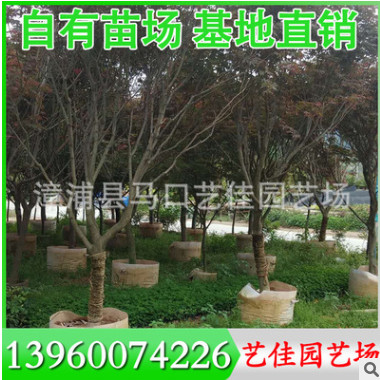黃槿 胸徑10-15公分 價(jià)格400-1200元 福建黃槿基地批發(fā)