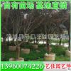黃槿 胸徑10-15公分 價格400-1200元 福建黃槿基地批發
