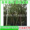 美麗異木棉 胸徑15公分 價格500元 景觀樹風景樹批發