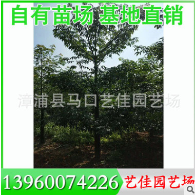 楊梅樹(shù) 高150-300 冠150-300 價(jià)格450-2000元 基地直銷
