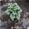 礬根種植批發基地 墻體綠化工程用花 冬季耐寒草花供應商