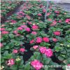 繡球 批發基地 花海建設浪漫花園 繡球海蒂大花重瓣陽臺植物盆栽
