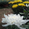 九月菊花小花供應商盆花菊花基地直銷長春花量大質優草花百日草