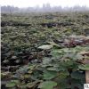 基地直銷獼猴桃樹苗 成活率高 紅心獼猴桃樹苗種植產地批發直銷