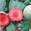 廠家供應 紅心李樹苗 紅心李果樹苗遲熟三華李苗