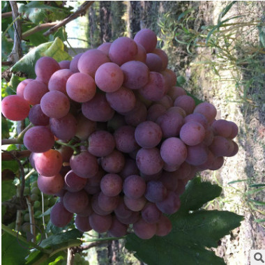浙江金華葡萄苗木基地供應晚熟貝達嫁接紅提葡萄苗 新品種葡萄苗