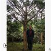 基地供應20公分紅豆杉大樹苗凈化空氣防霧霾樹種精品紅豆杉綠化苗