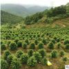 基地直銷紅豆杉盆景苗 盆栽造型南方紅豆杉精品樹 量大優惠
