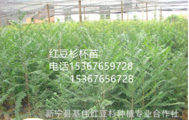 低價供應紅豆杉容器苗無紡布袋苗南方紅豆杉盆栽苗紅豆杉營養杯苗