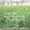 低價供應紅豆杉容器苗無紡布袋苗南方紅豆杉盆栽苗紅豆杉營養杯苗