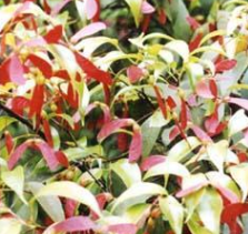 基地批發 庭院綠化苗木 紅翅槭樹苗 羅浮槭工程苗