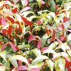 基地批發 庭院綠化苗木 紅翅槭樹苗 羅浮槭工程苗