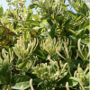推廣種植木本四季花金銀花苗