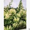 供應優質花期15天不開花的金銀花樹苗