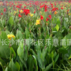 湖南園林植物紅花美人蕉地栽盆栽 美化環境 凈化空氣 花大艷大