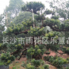 湖南基地直銷綠化苗木 羅漢松小苗高度60cm 園林植物小葉羅漢松