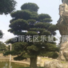 湖南長沙批發日本造型羅漢松盆景園林綠化喬木庭院植物25公分