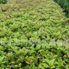 湖南苗圃批發桂花樹苗 八月桂花樹 高度60-150公分 綠化苗品種齊