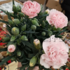 康乃馨120花卉盆栽 大花香石竹紅粉黃 送給媽媽的康乃馨