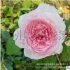 歐月彩色花中小盆栽 藤本紫色月季花苗 橙色歐月半爬蔓薔薇