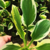 耐寒白花玉簪 紫花玉簪 營養缽白玉簪 優質宿根花苗批量供應