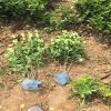 香泡樹道路庭院道路綠化園林種植常綠喬木多規格供應漳州基地直銷