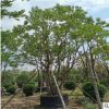 烏桕行道樹園林綠化工程優質 烏桕樹 漳州種植基地直銷多規格供應