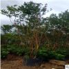 供應叢生紫薇小葉紫薇園林綠化庭院種植四季常青室外花卉基地直銷