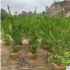 花石榴樹庭院陽臺綠植觀賞植物