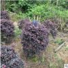 紅花繼木球庭院花苗工程綠化四季常青紅花繼木綠籬笆漳州基地供應