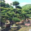 福建造型榆樹樁 榆樹樁景 榆樹古樁 榆樹盆景 榆樹老樁 榆樹樁頭