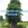 70公分小葉榕 60公分小葉榕 80公分小葉榕 100公分小葉榕