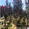 福建紫薇樁頭批發 紫薇老樁 山東紫薇盆景 紫薇古樁 紫薇樹樁價格