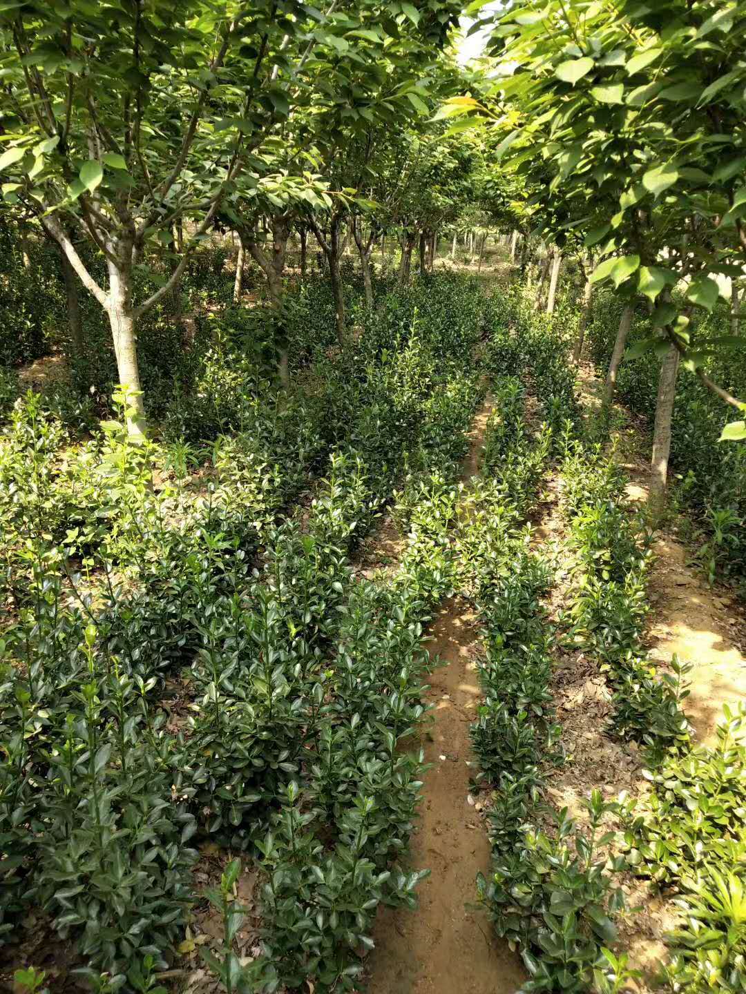 40-50-60的大葉黃楊