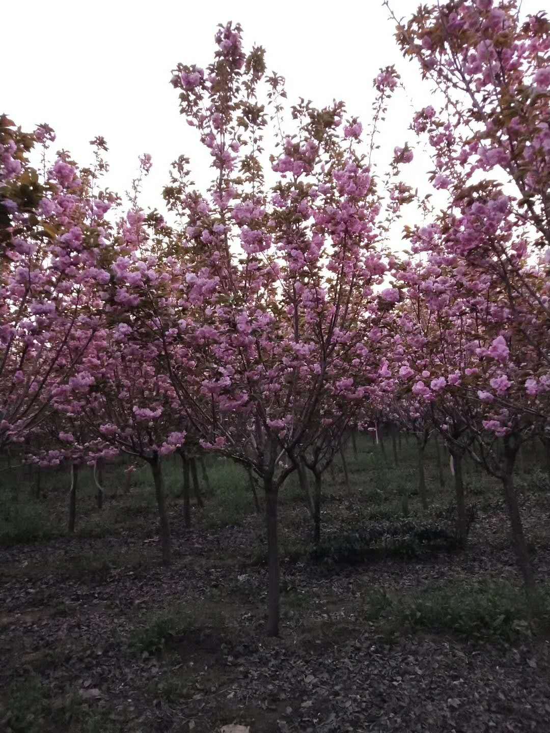櫻花