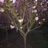 櫻花