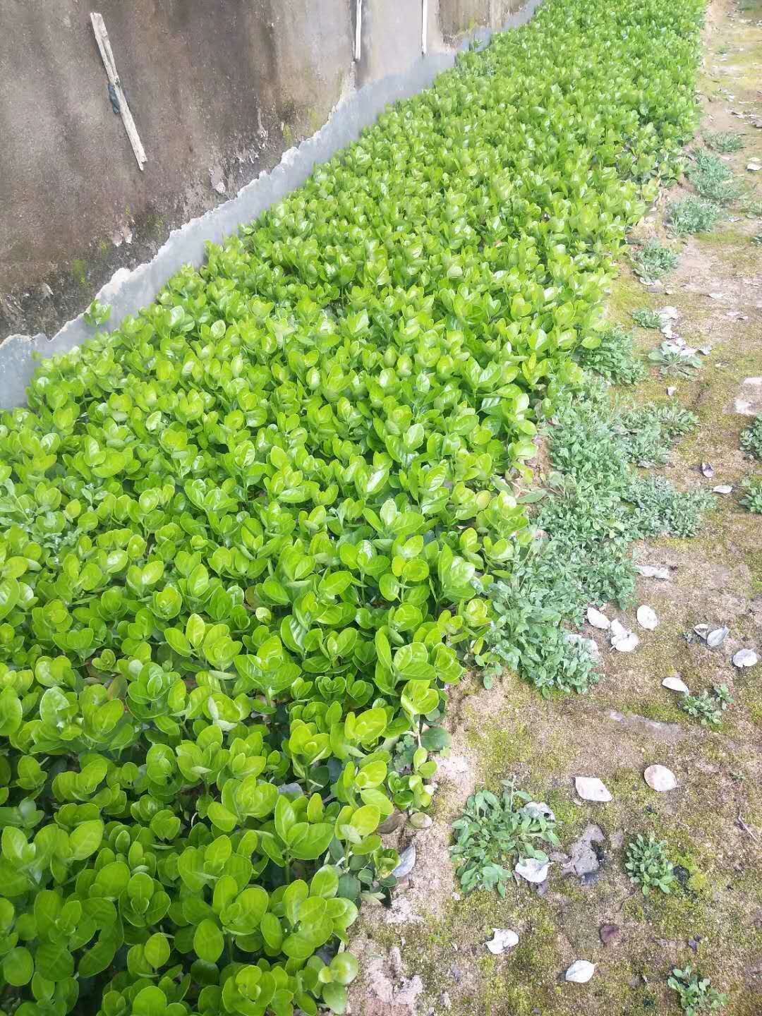 北海道黃楊小苗