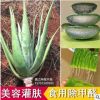 多肉植物 庫拉索蘆 蘆薈苗 品質保障