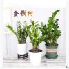 金錢樹盆栽搖錢樹花苗發財樹花卉盆室內綠植物客廳辦公室桌面盆景