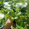 水葫蘆苗魚蝦遮陽水芙蓉苗水生水培花卉池塘浮水植物水面花卉