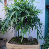供應庭院栽培小型竹子 佛肚竹凈化空氣植物 量大優惠